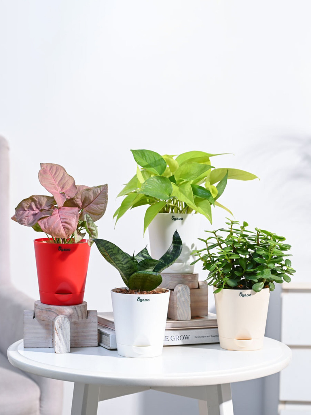 UGAOO Red & Green 4 Pieces Indoor Live Plants