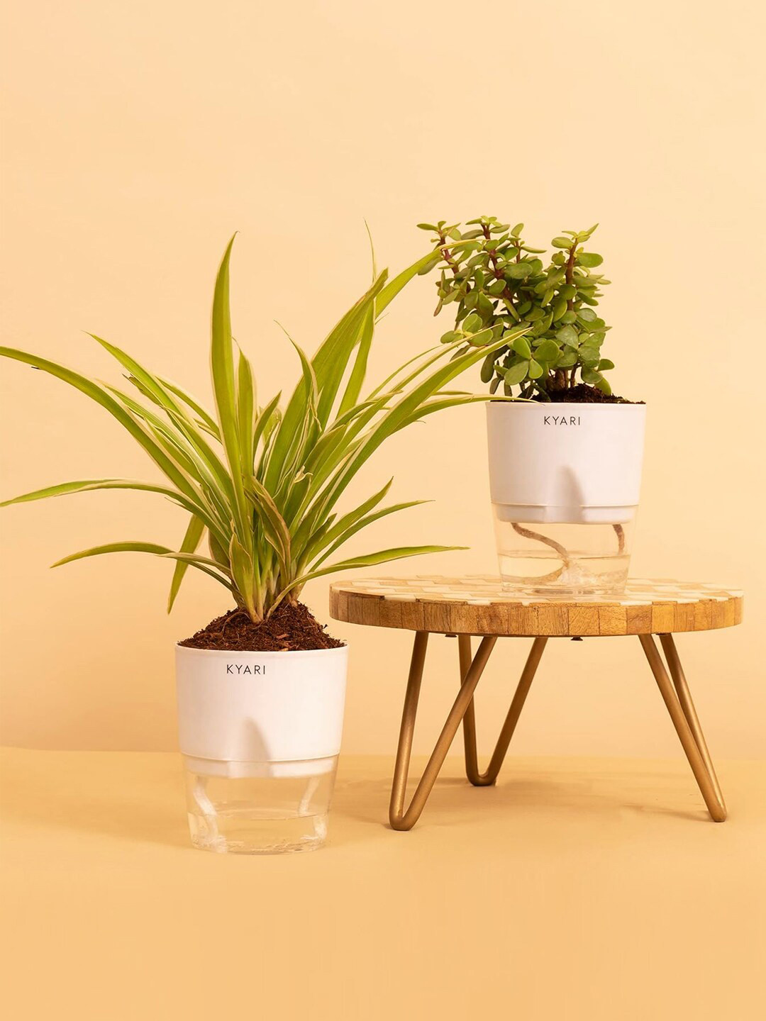 Kyari White & Green 2 Pieces Jade & Spider Plant Live Plants With Pot