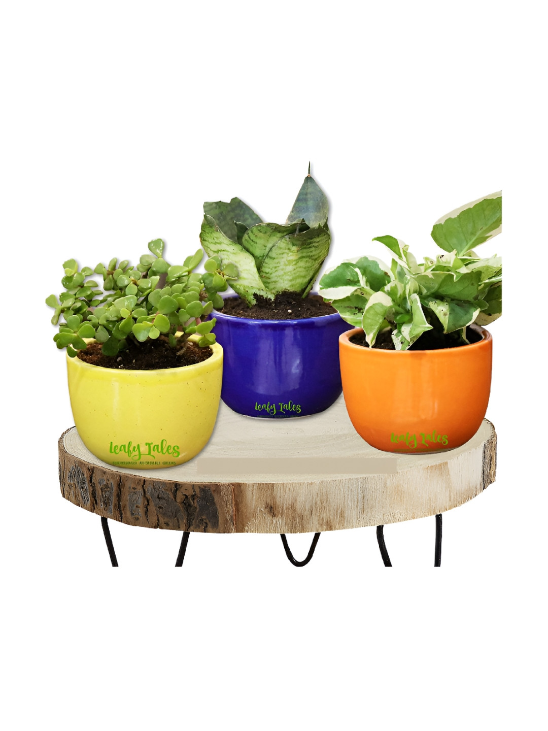 Leafy Tales Yellow & Blue 3 Pieces Line Shape Ceramic Planter