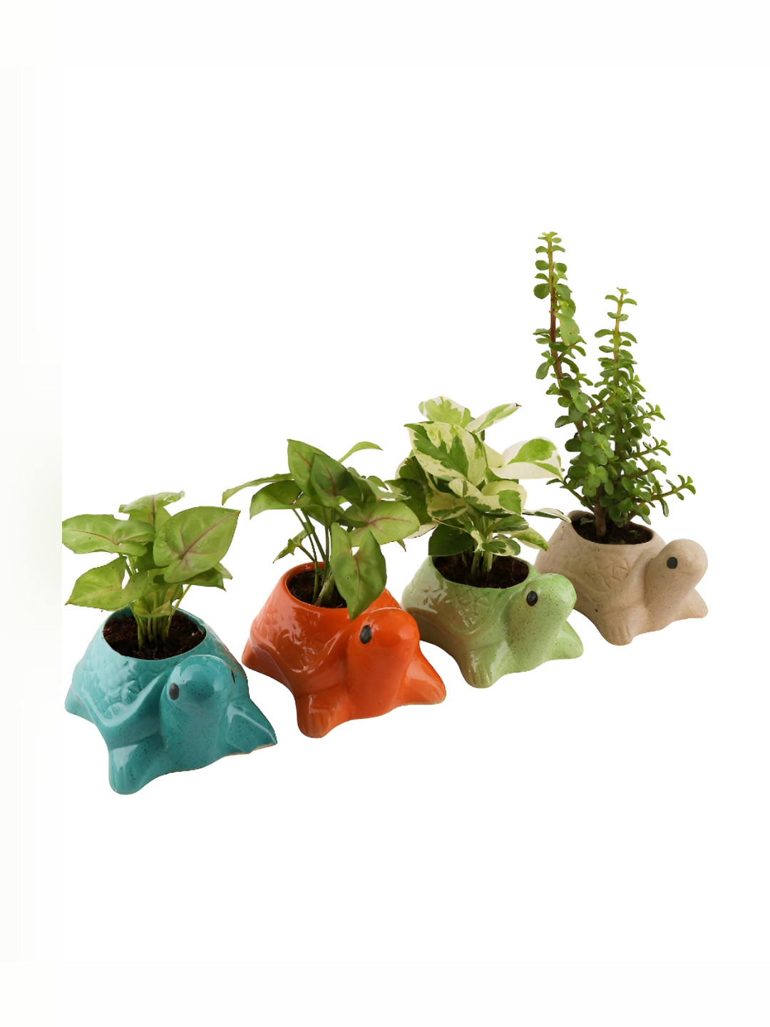 Leafy Tales Blue & Orange 4 Pieces Tortoise Shaped Ceramic Planters