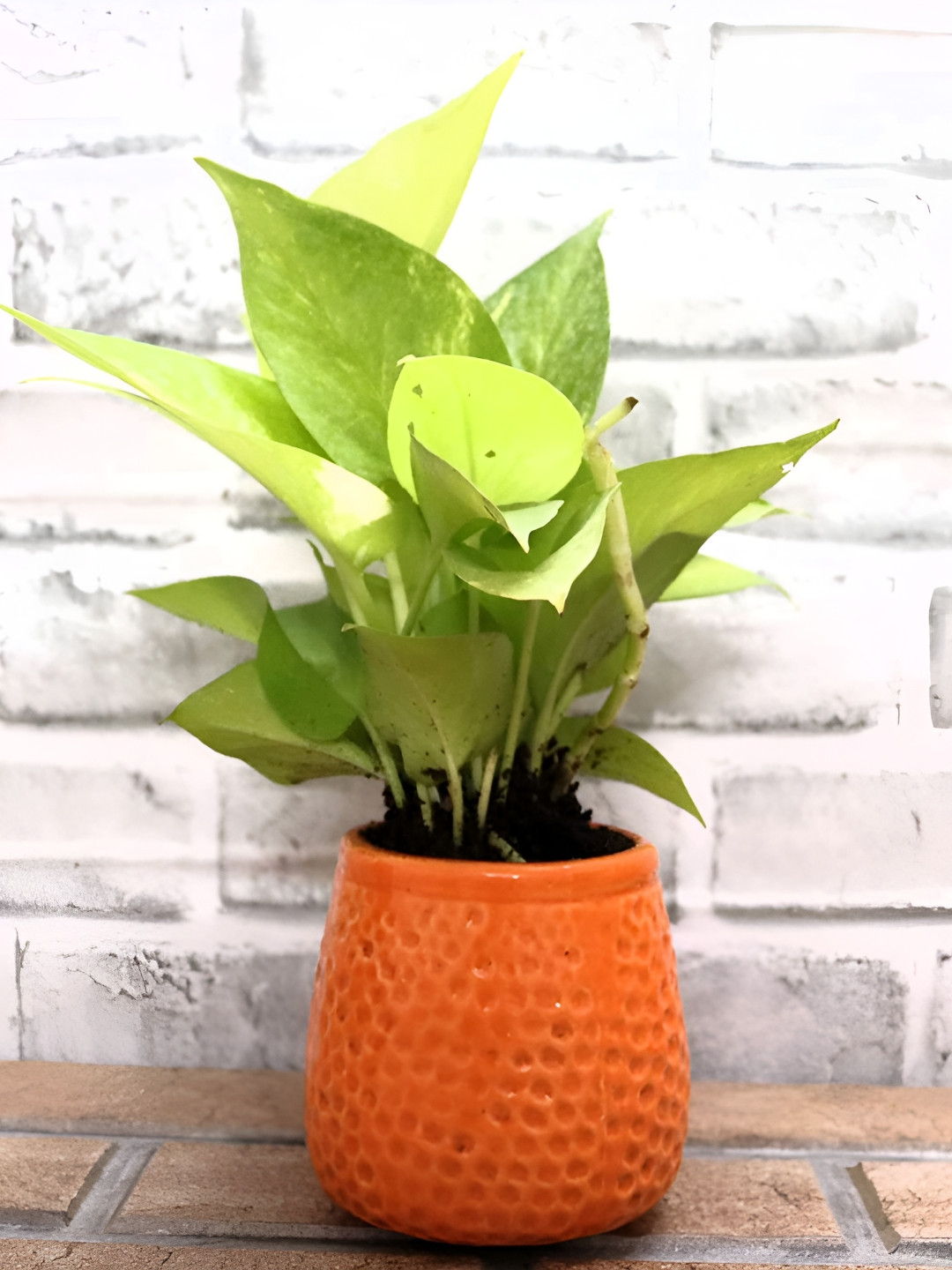 Leafy Tales Orange Honeycomb Shaped Ceramic Planter