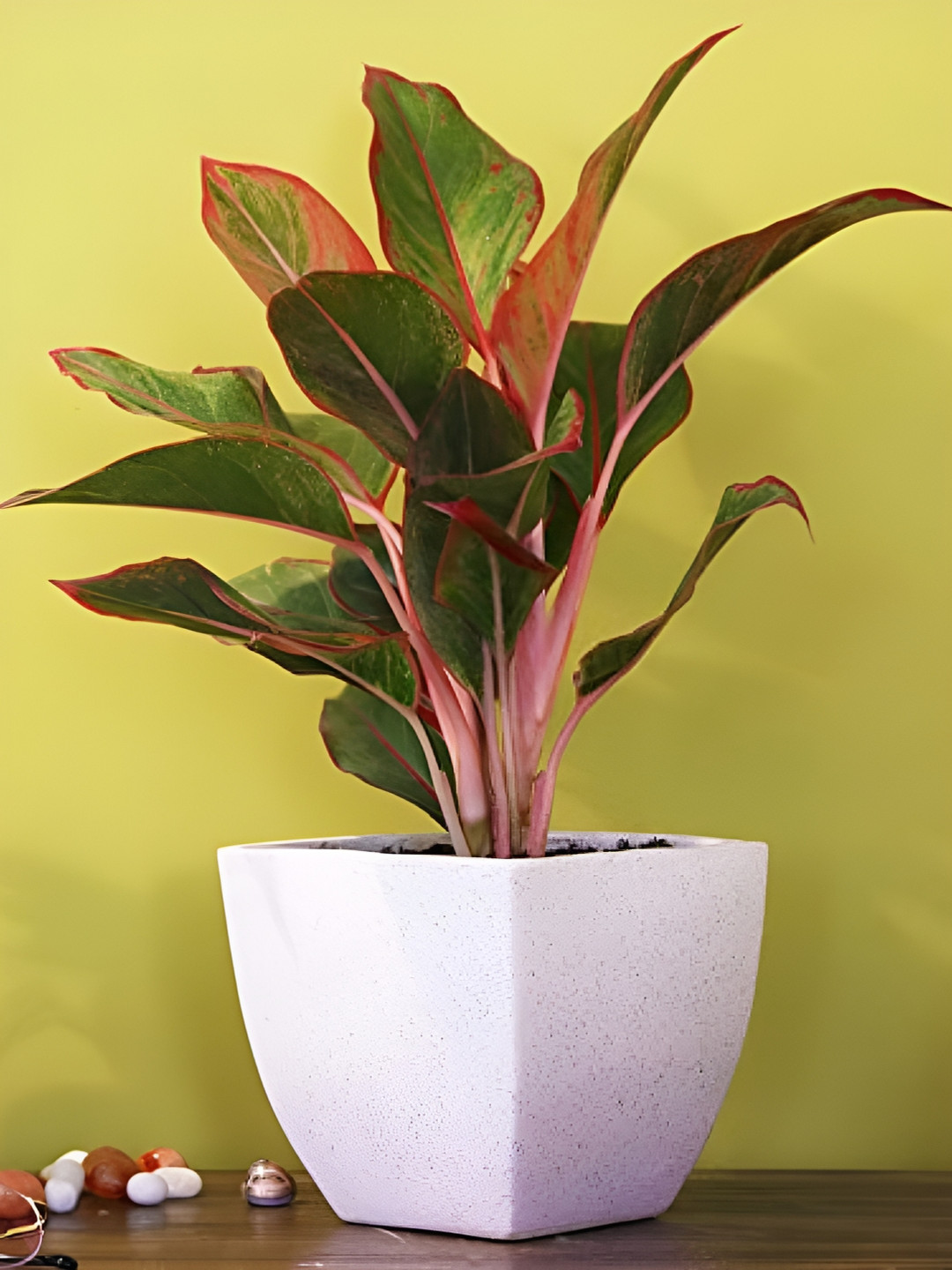 Leafy Tales White Textured Ceramic Planter