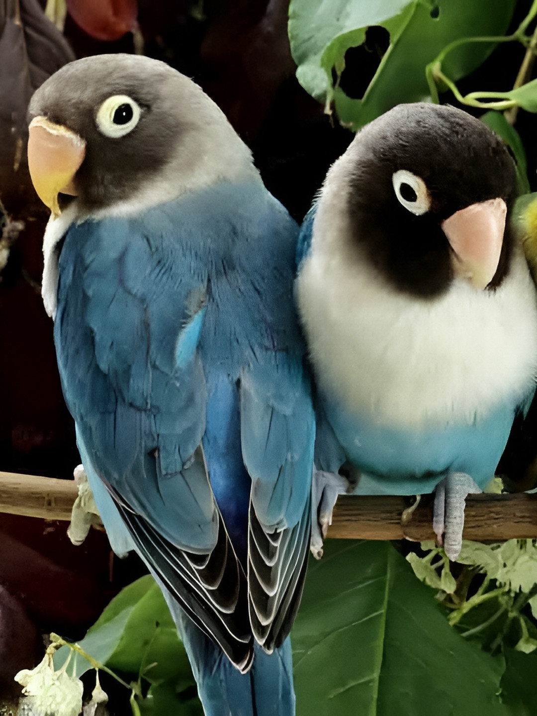 British Terminal Blue & Black Birds Printed Waterproof Wall Poster