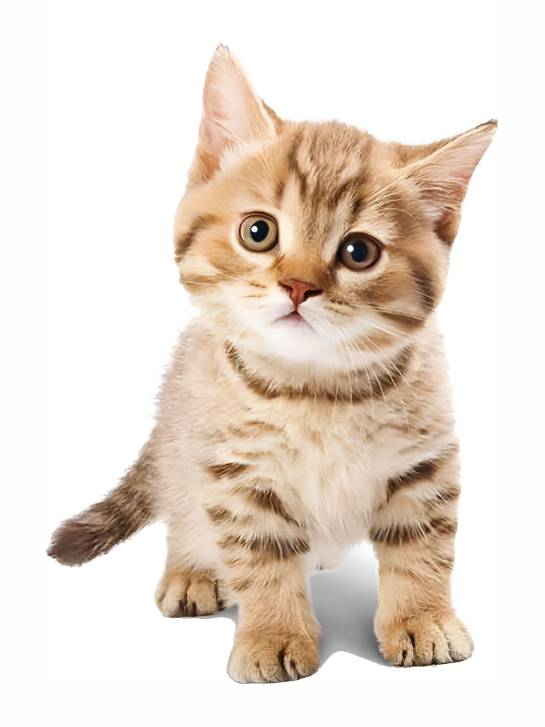 Wallpics Tan & Brown 3D Cat Printed Waterproof Wall Sticker