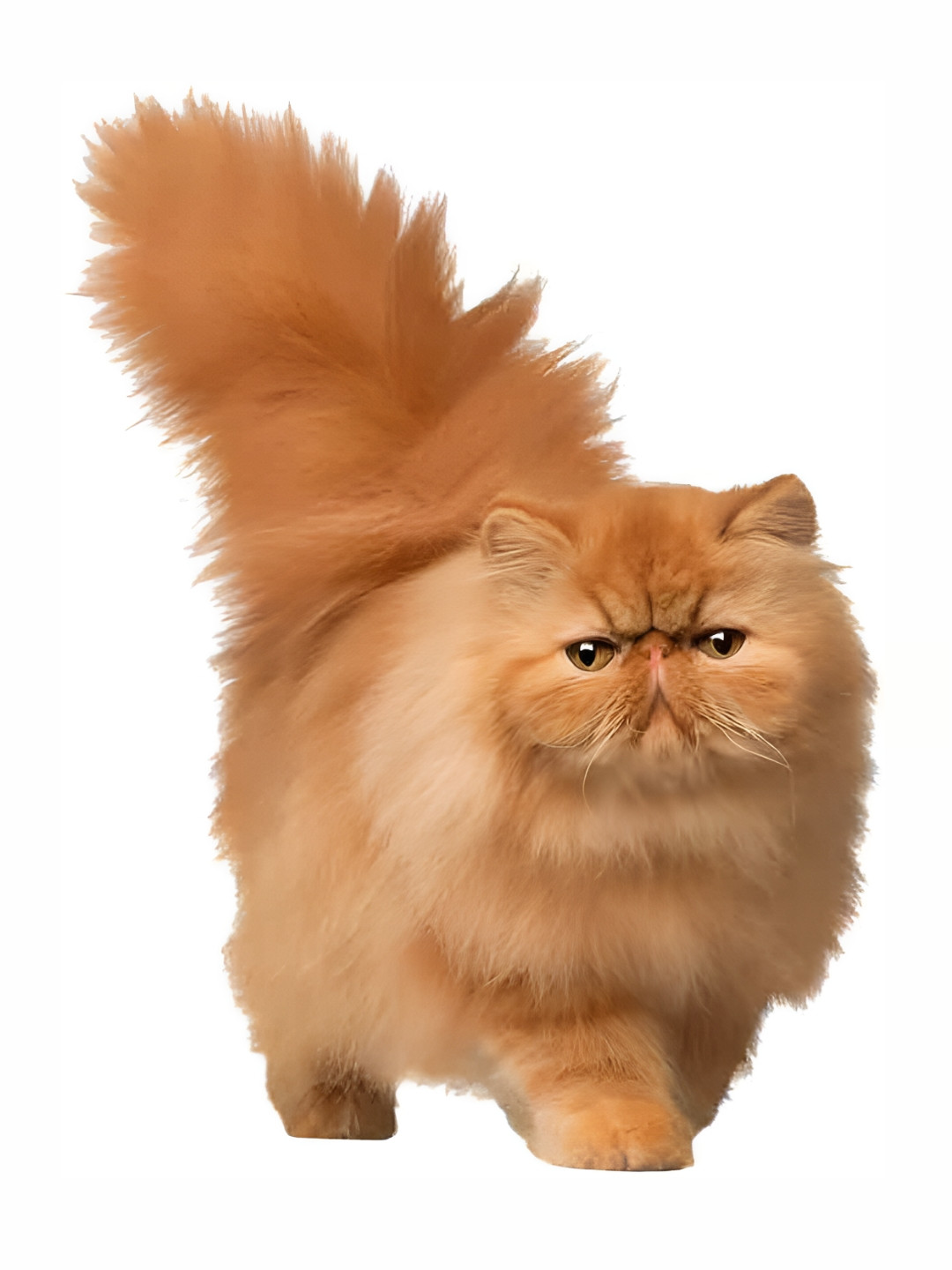 Wallpics Brown Cat Printed Water Resistant Wall Sticker