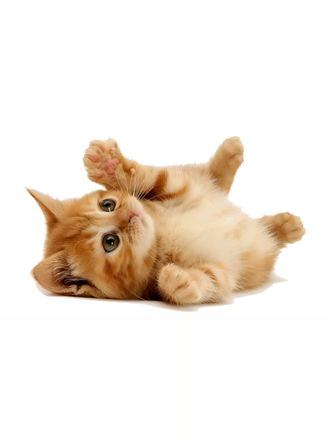 Wallpics Brown Cat Printed Waterproof Wall Sticker