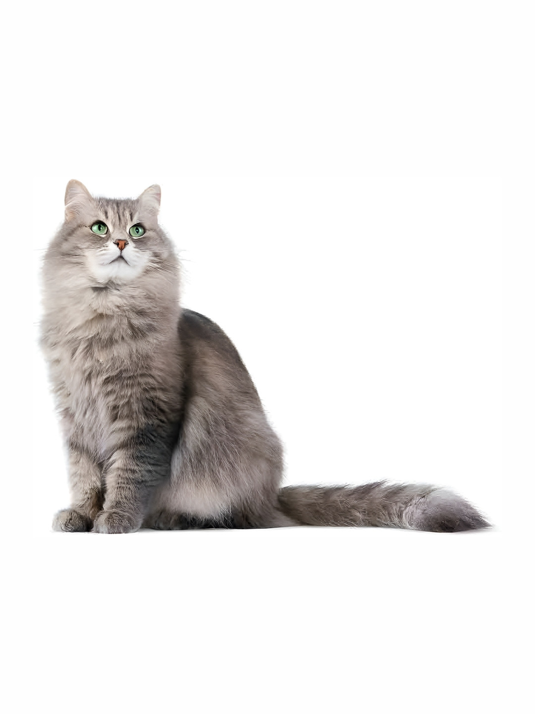 Wallpics Beige Cat Printed Water Resistant Wall Sticker