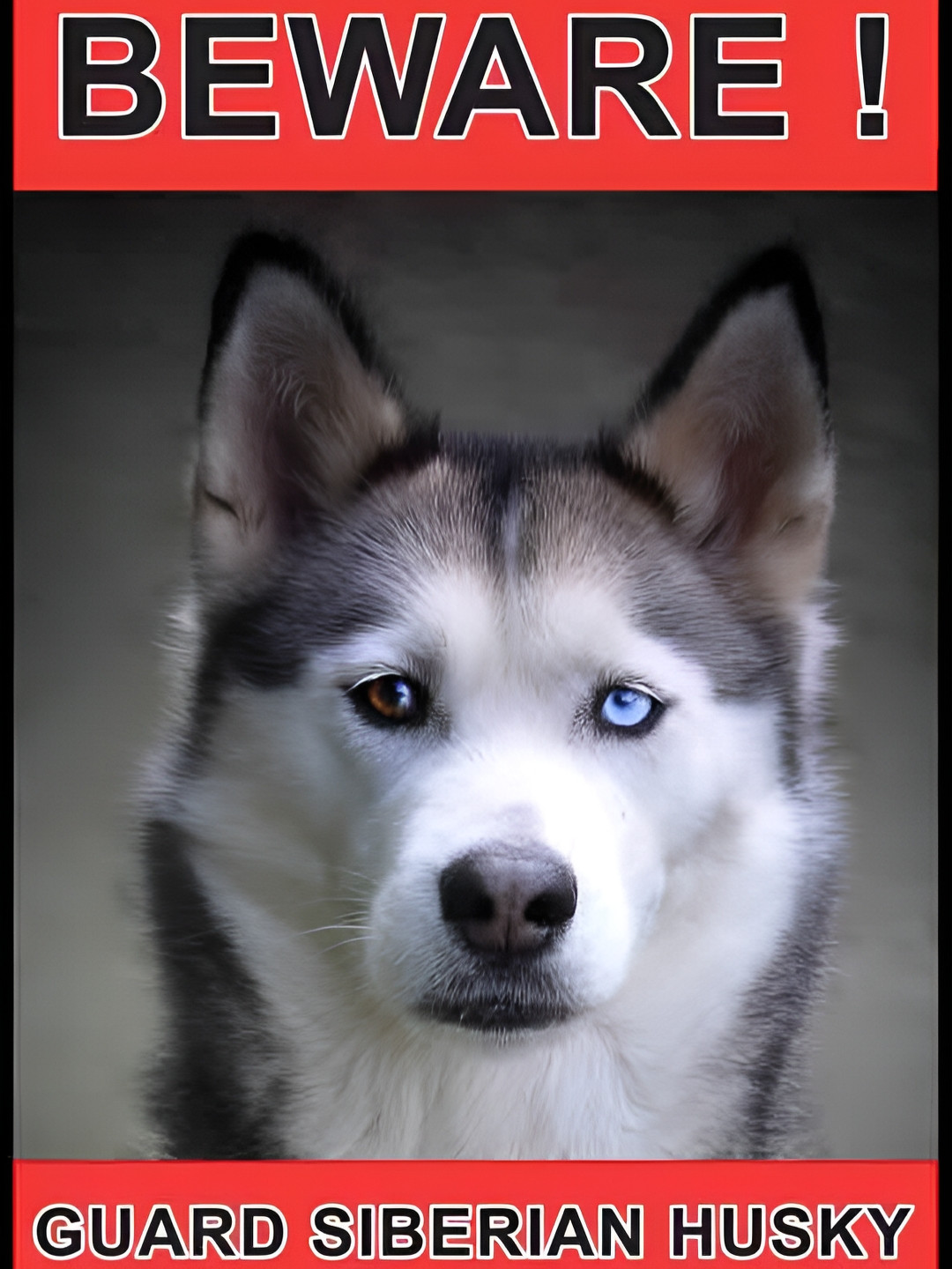 Wallpics Black & Red Dog Printed Wall Poster