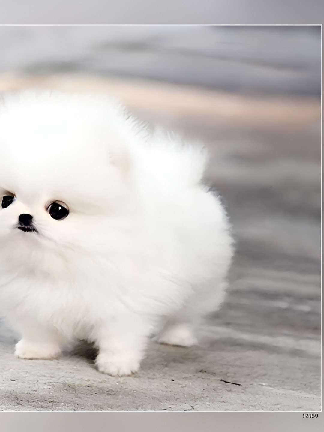 Wallpics White & Black Birds and Animals Paper Paintings Wall Art