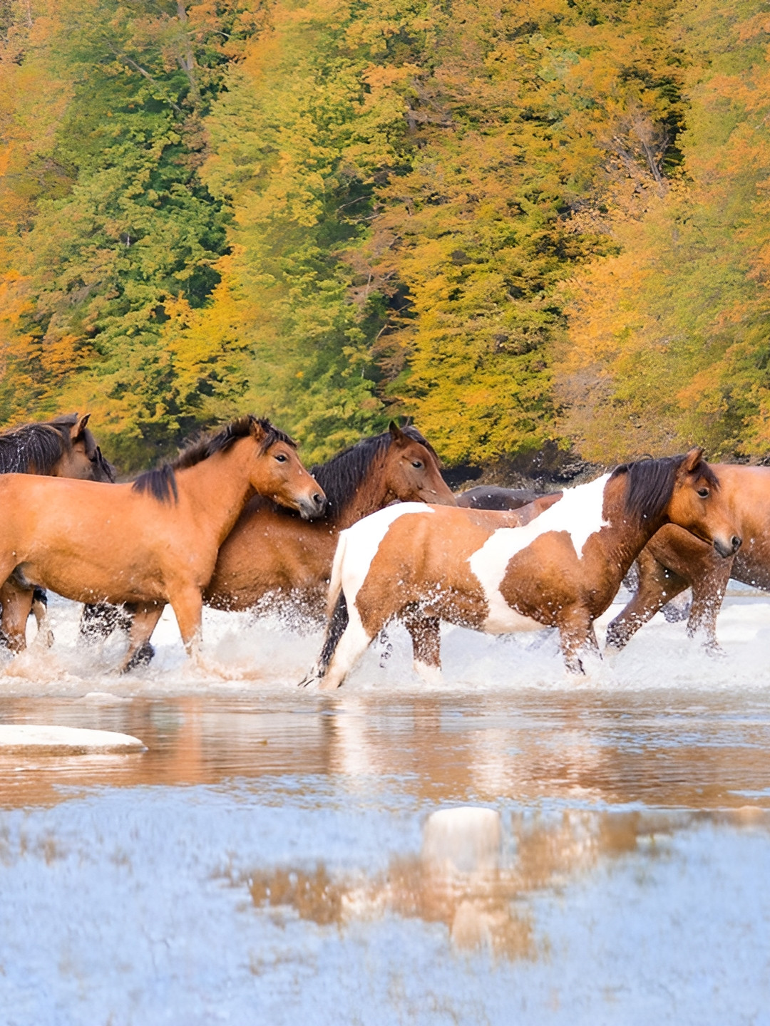 Wallpics Brown & White Running Horses Waterproof Wall Poster