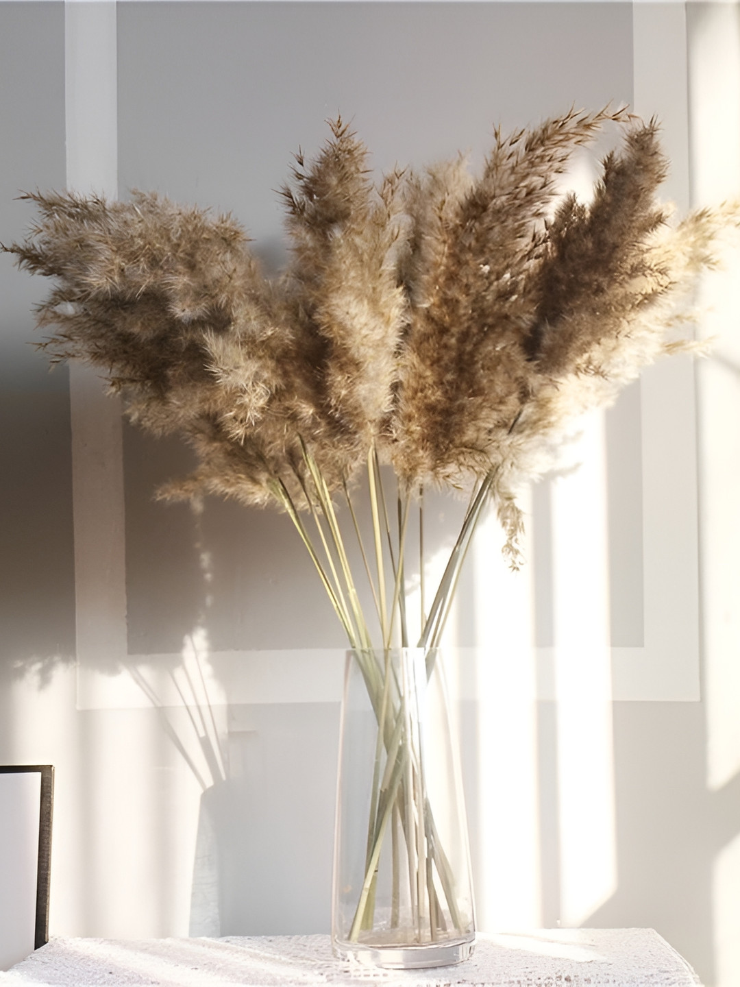 ArteCasa Dried Flower Pampas Xl Brown