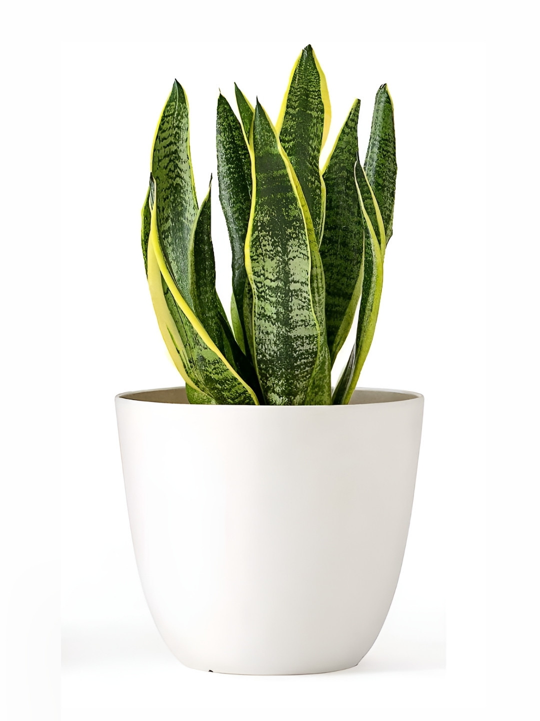 Alexvyan White Virgin Fade Free Planter