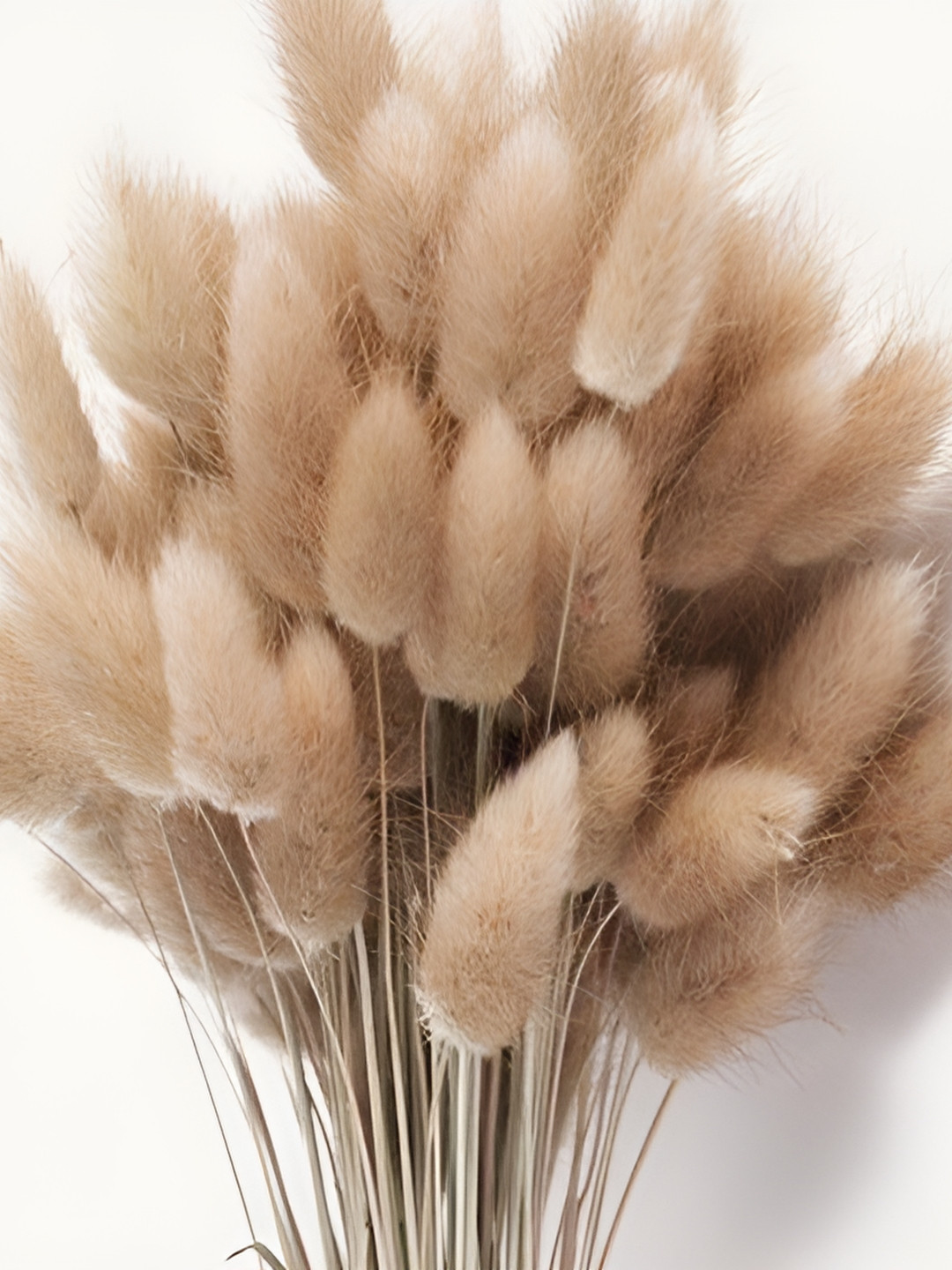 Artecasa Brown Dried Bunny Tails Flower