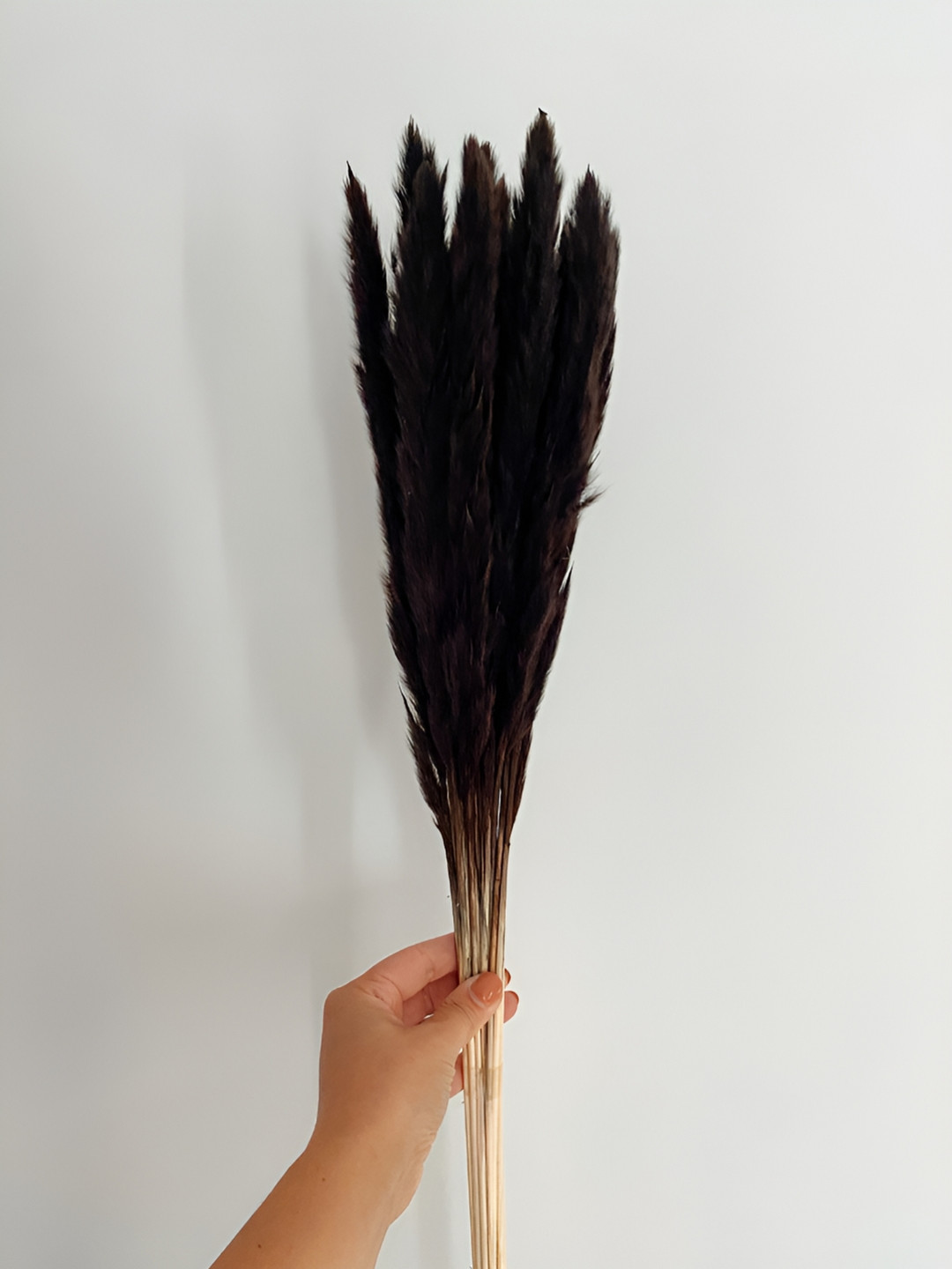 Artecasa Dried Flower Mini Black Pampas