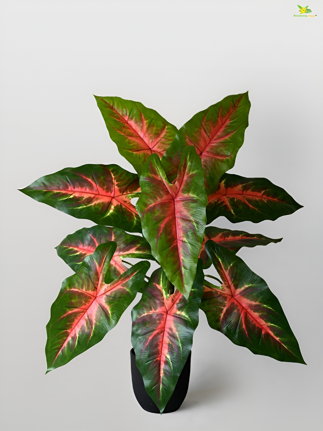 Blooming Floret Green & Pink Caladium Artificial Plant With Pot