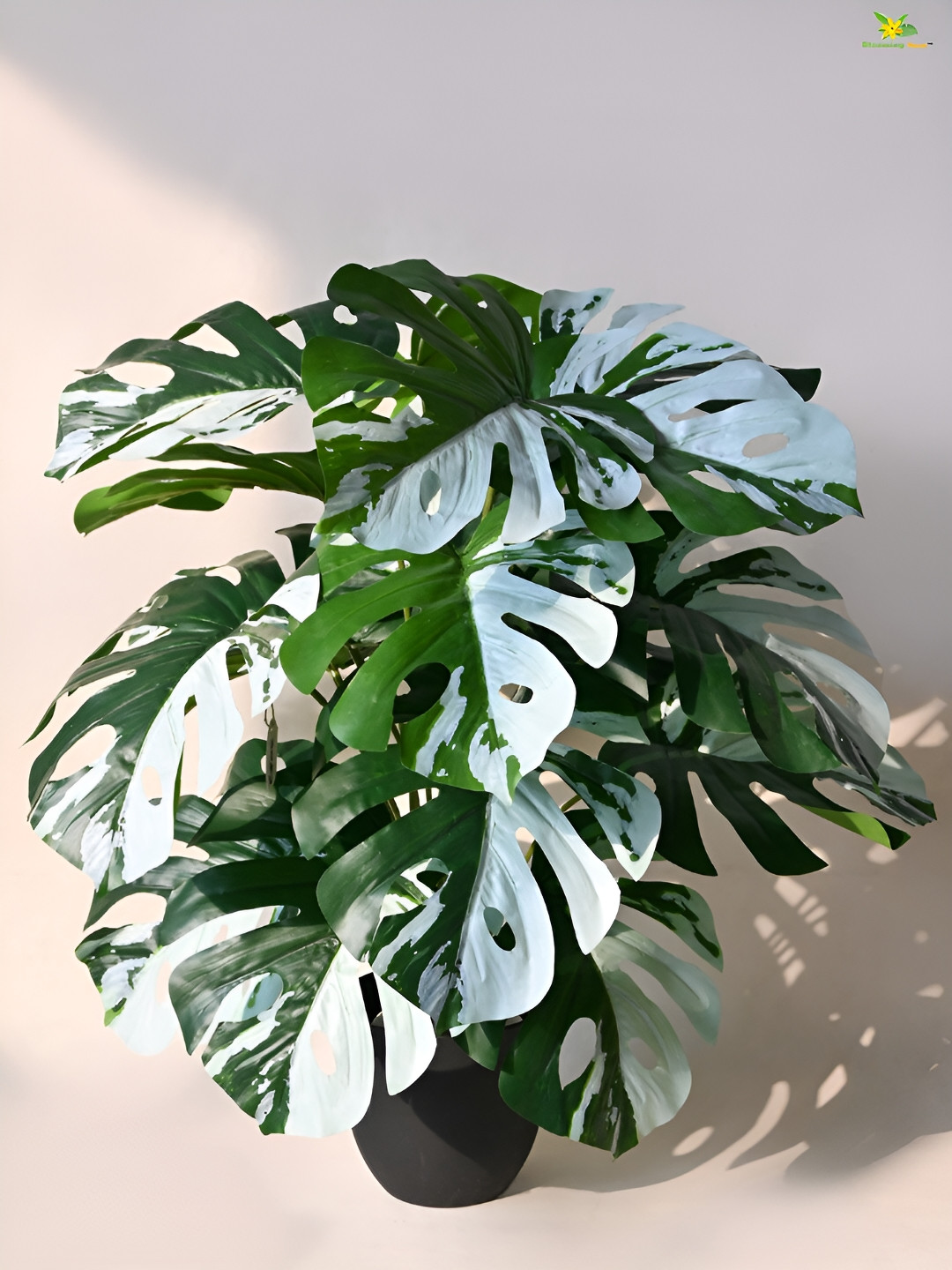Blooming Floret Green & White Monstera Deliciosa Artificial Plant With Pot