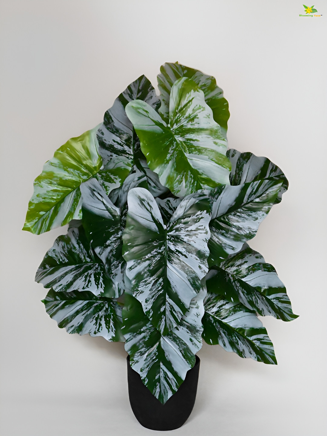 Blooming Floret Green & White Caladium  Artificial Plant With Pot