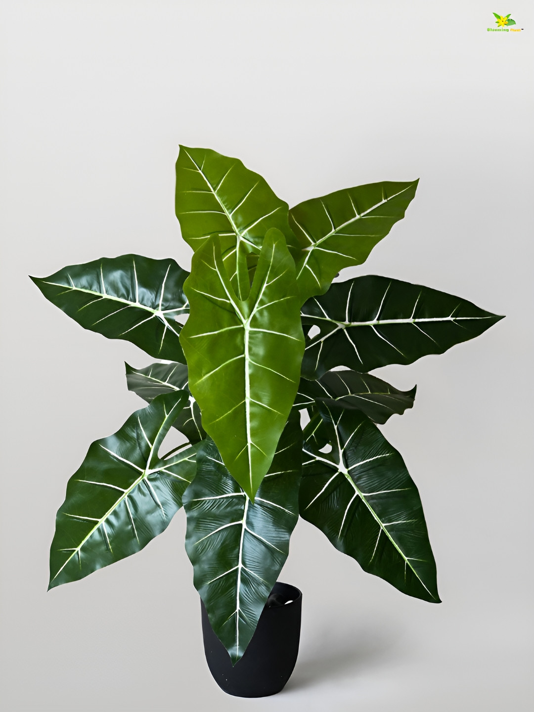 Blooming Floret Green & White Caladium Artificial Plant With Pot