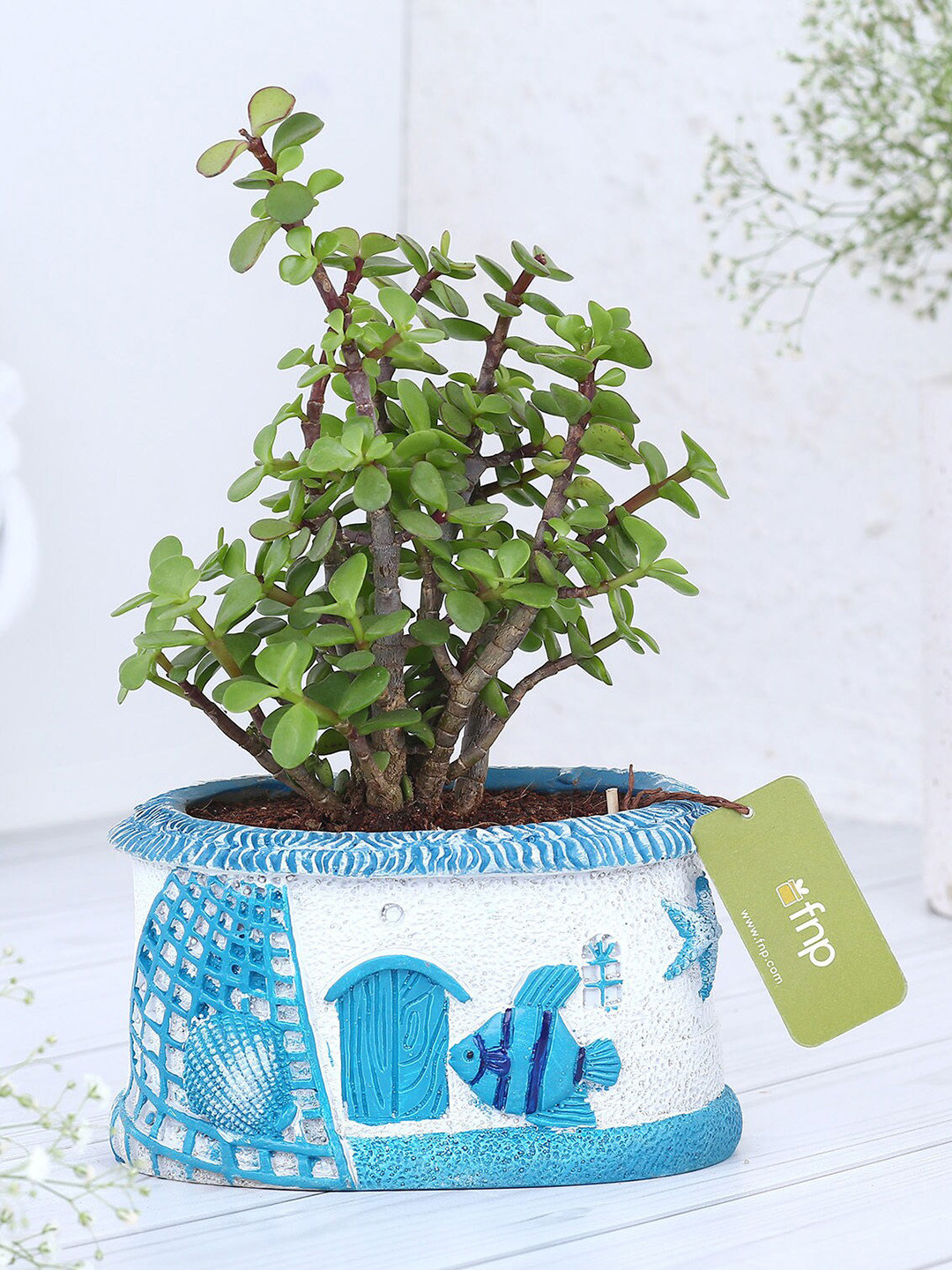 fnp Green Jade Plant In Sea House Planter