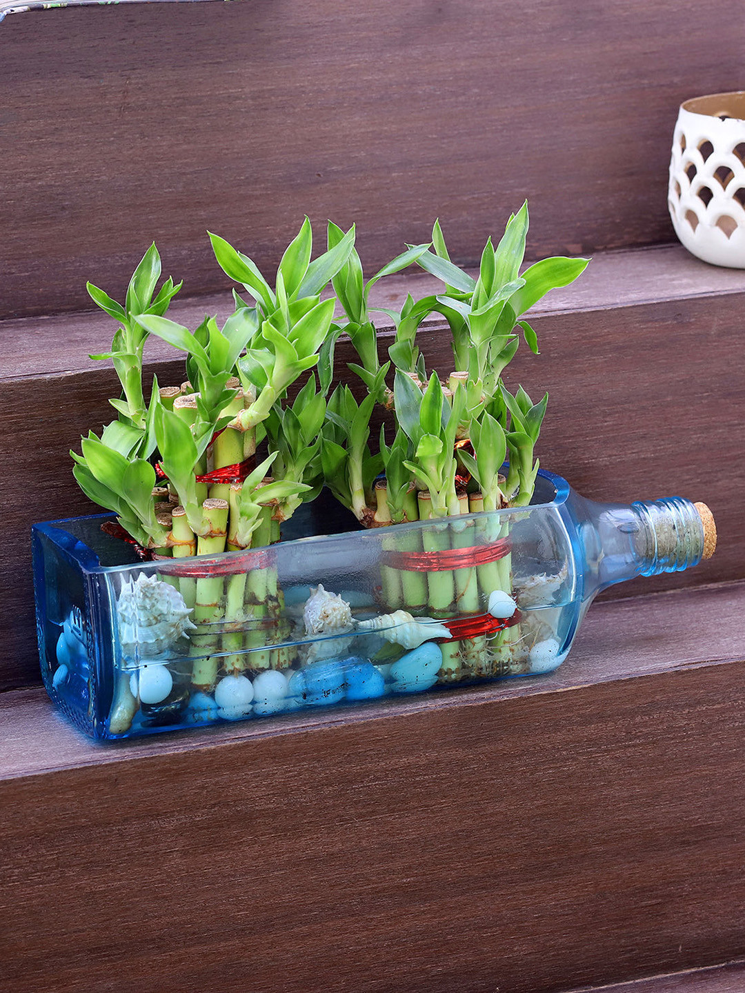 fnp Green 2 Pieces Bamboo In Bombay Sapphire Bottle Planter