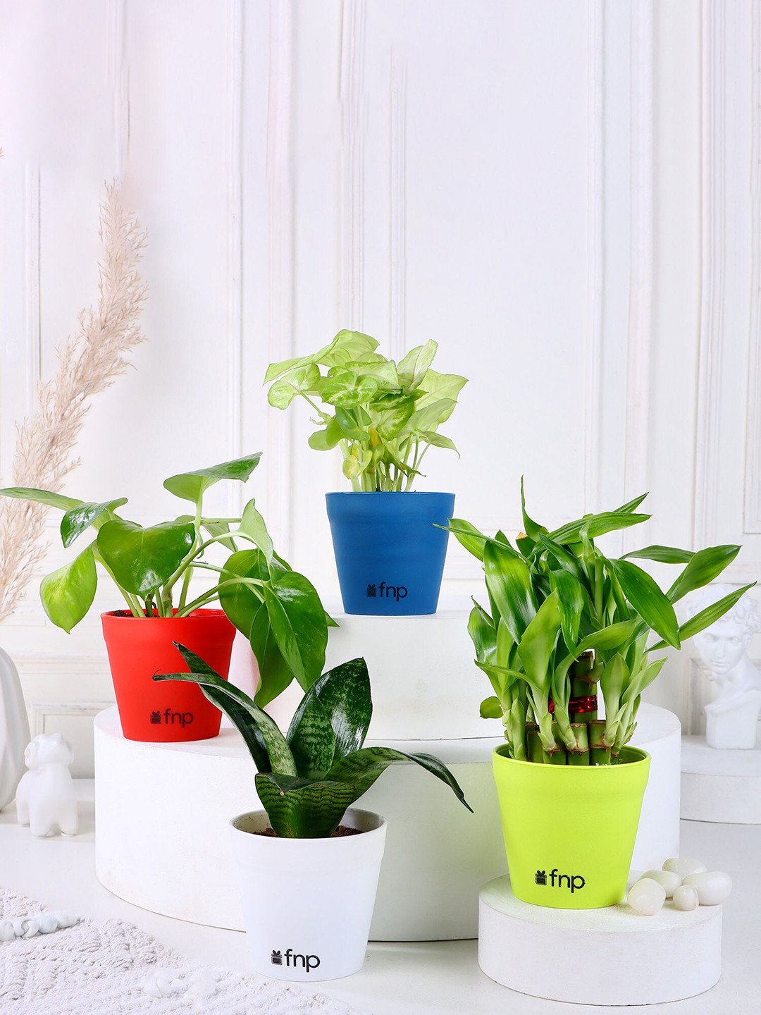 fnp Green 4 Pieces Bamboo Syngonium Sansevieria Money Plant with Pot