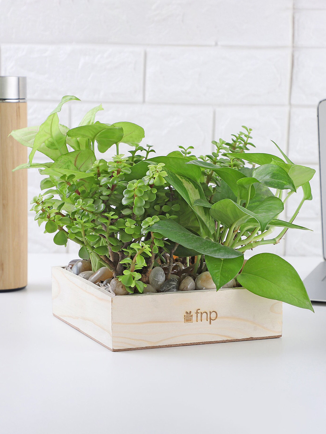 fnp Green Jade Syngonium & Money Plant with Wooden Base Terrarium