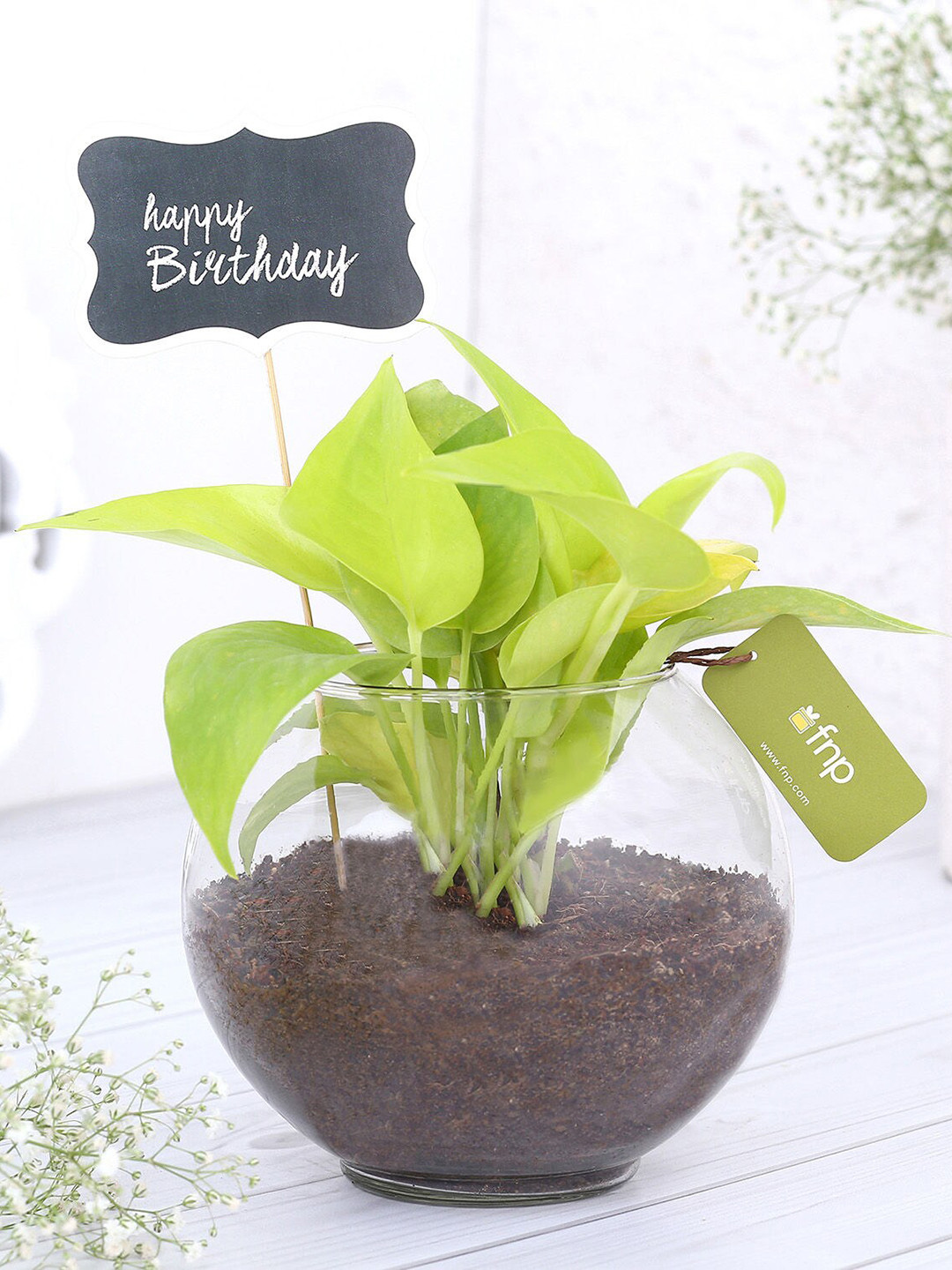 fnp Green Money Plant Terrarium For Birthday