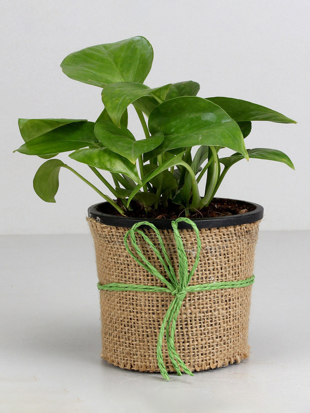 fnp Green & Brown Money Plant with Pot
