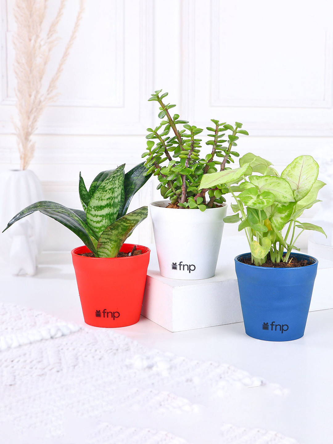 fnp Green 3 Pieces Succulent Foliage Plants