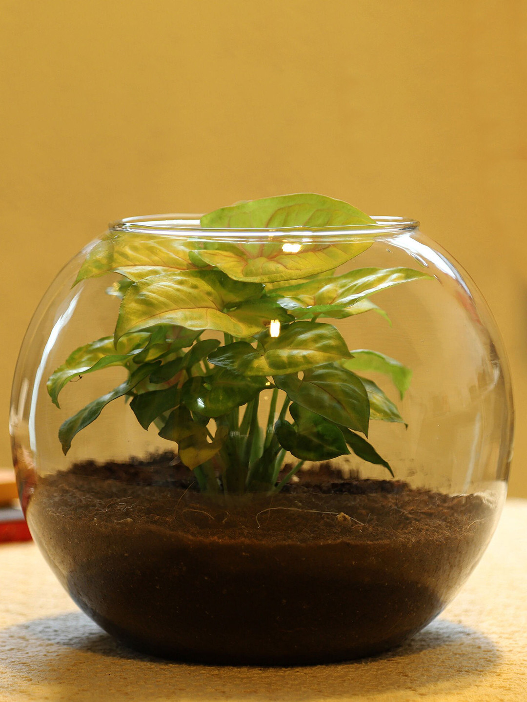 fnp Green Syngonium Plant In Glass Vase