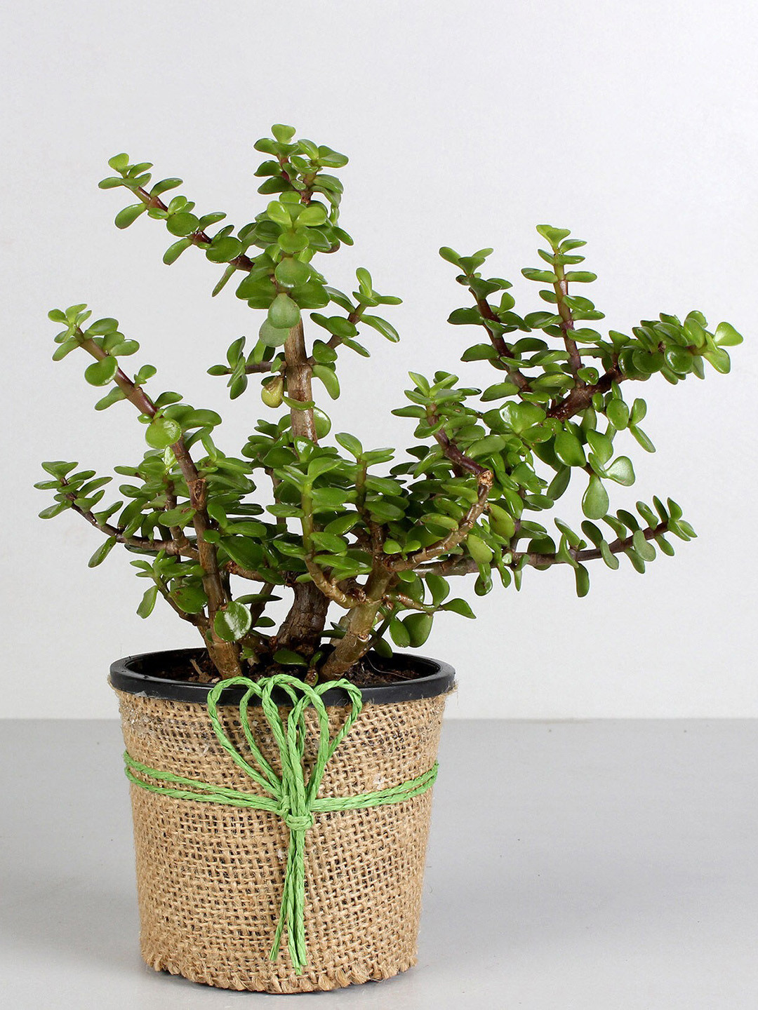 fnp Green Jute Wrapped Classic Jade Plant