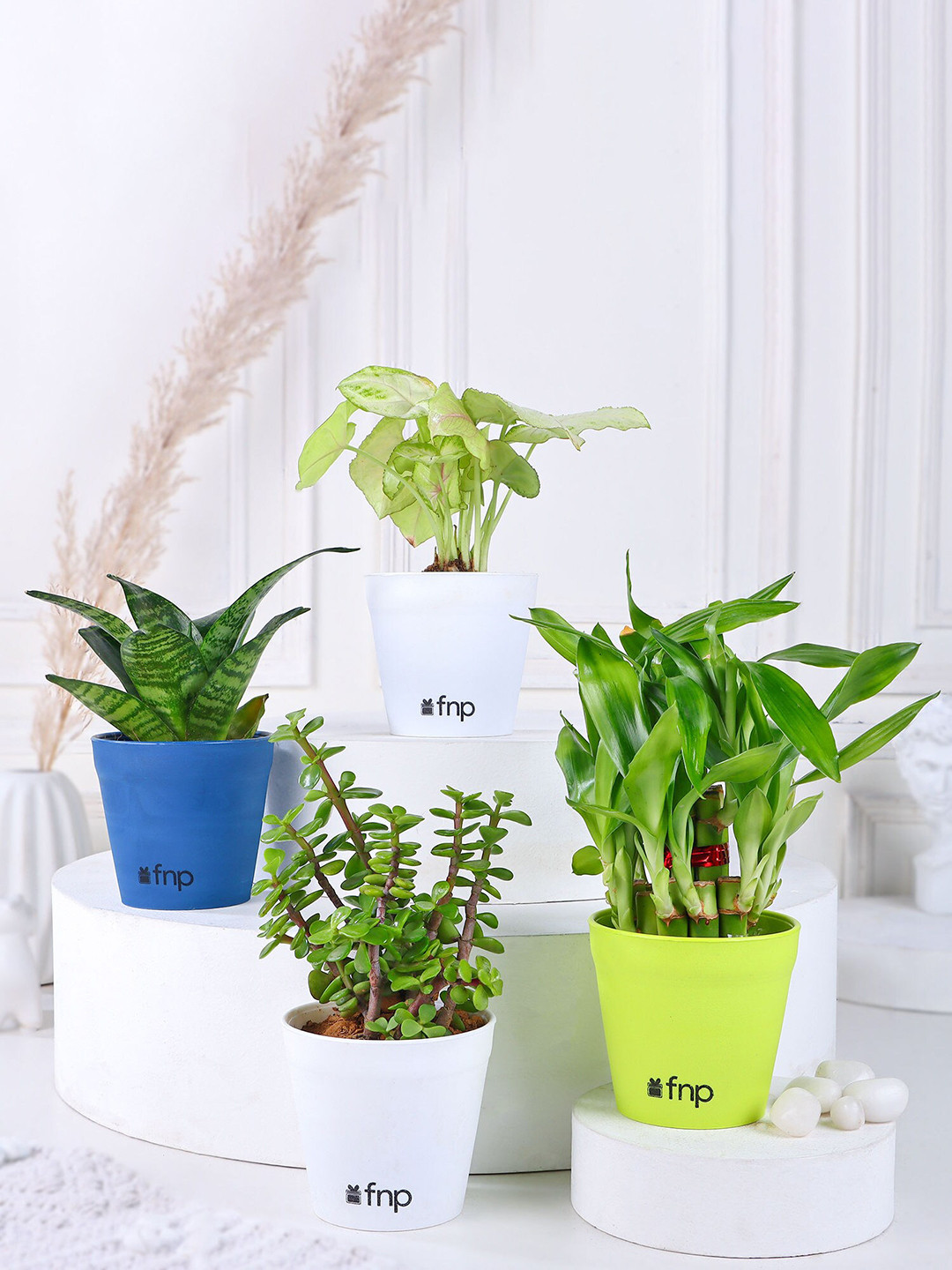 fnp 4 Pieces Green Jade Sansevieria Bamboo Syngonium Plant Set