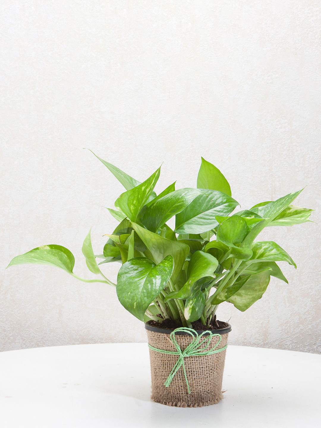 fnp Green Money Plant In Jute Wrapped Pot