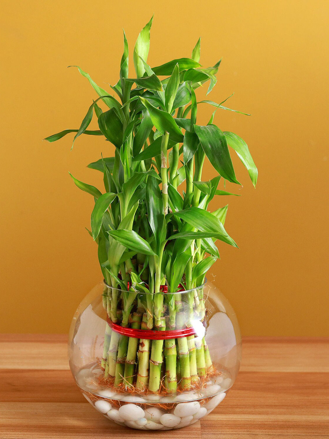 fnp Green Three Layer Bamboo In Round Glass Vase