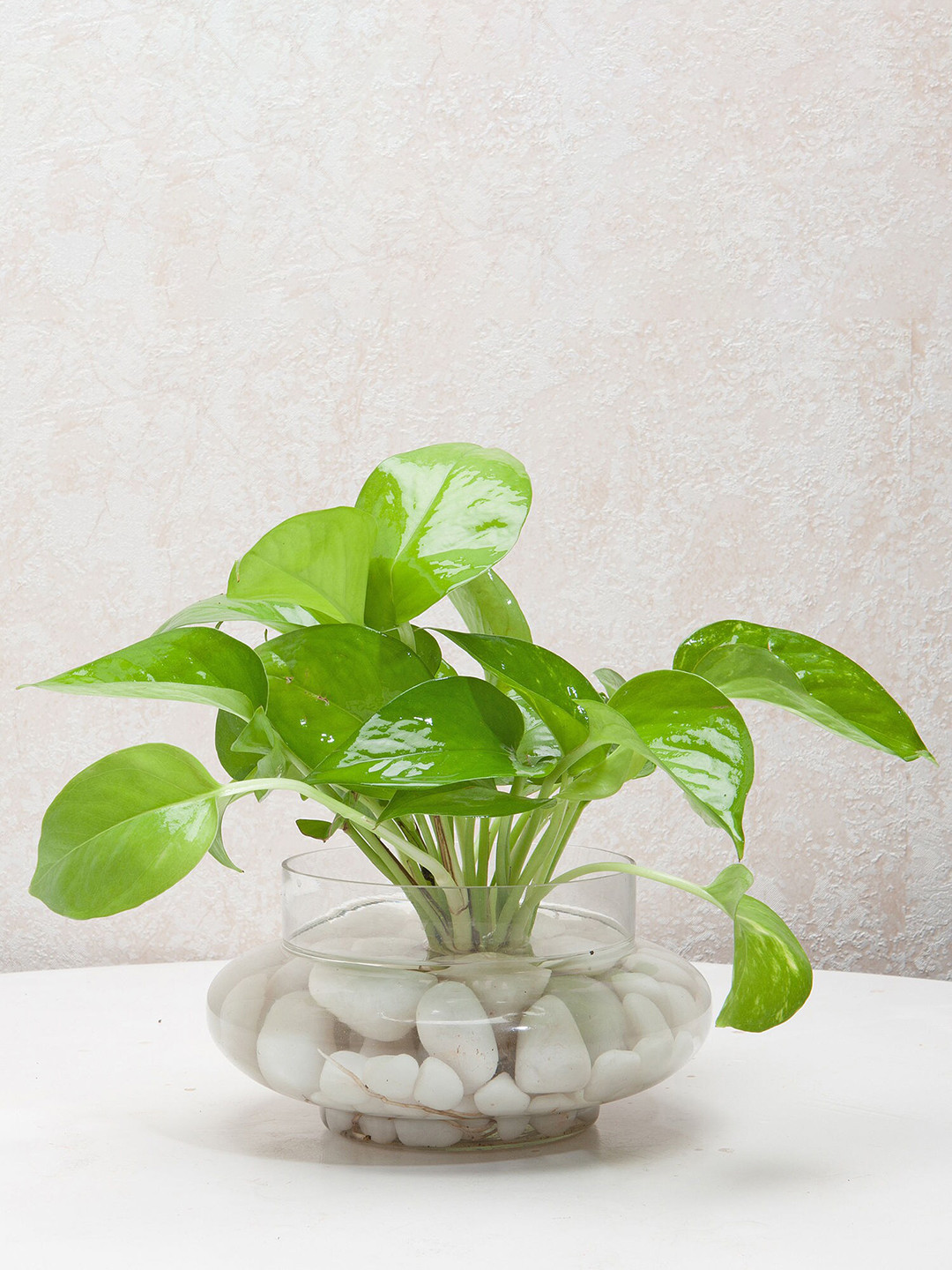 fnp Green Divine Money Plant Terrarium