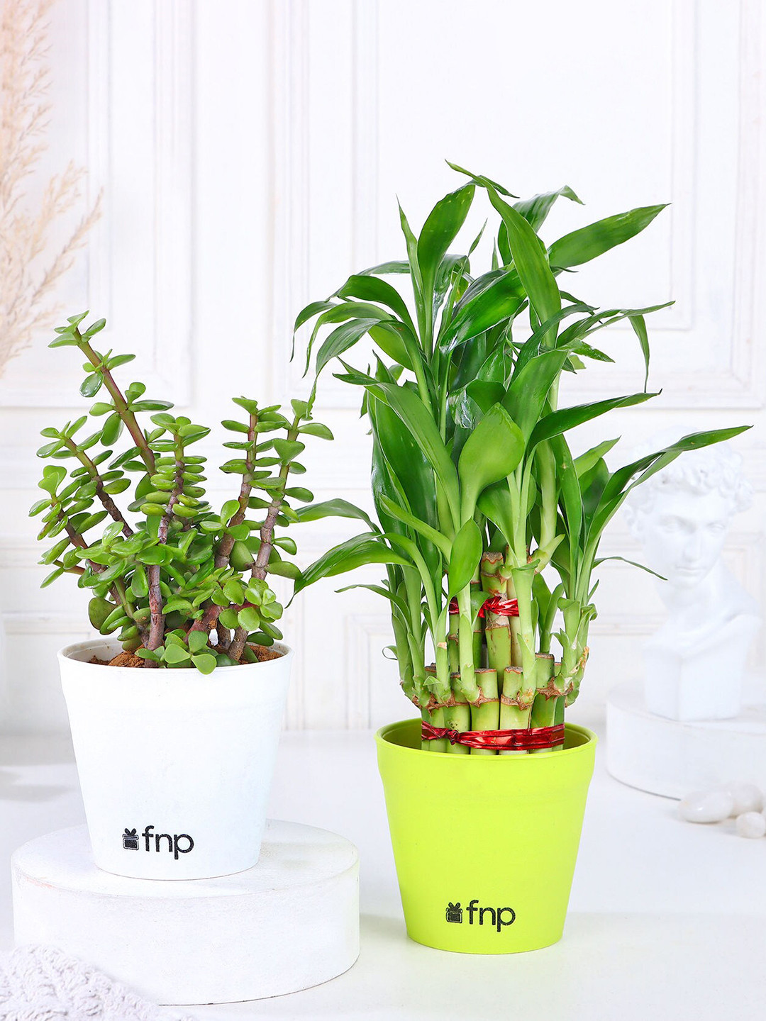 fnp 2 Pieces Green & White Bamboo Jade Plant Set