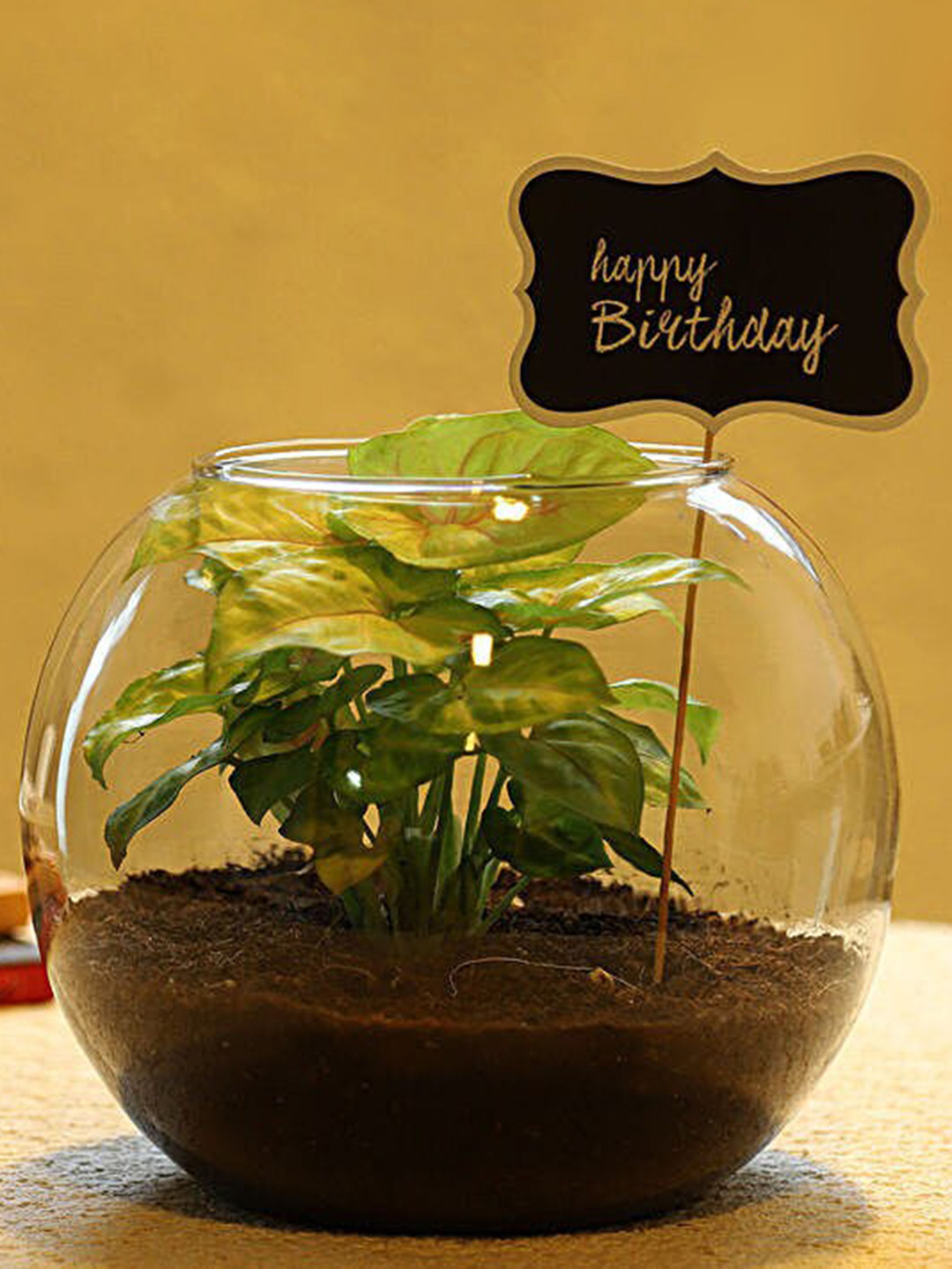 fnp Green Syngonium Plant with Vase For Birthday Special