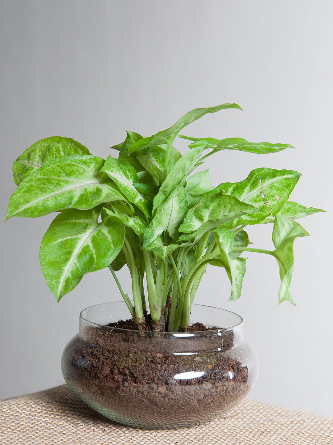 fnp Green Classic Syngonium Golden Plant Terrarium