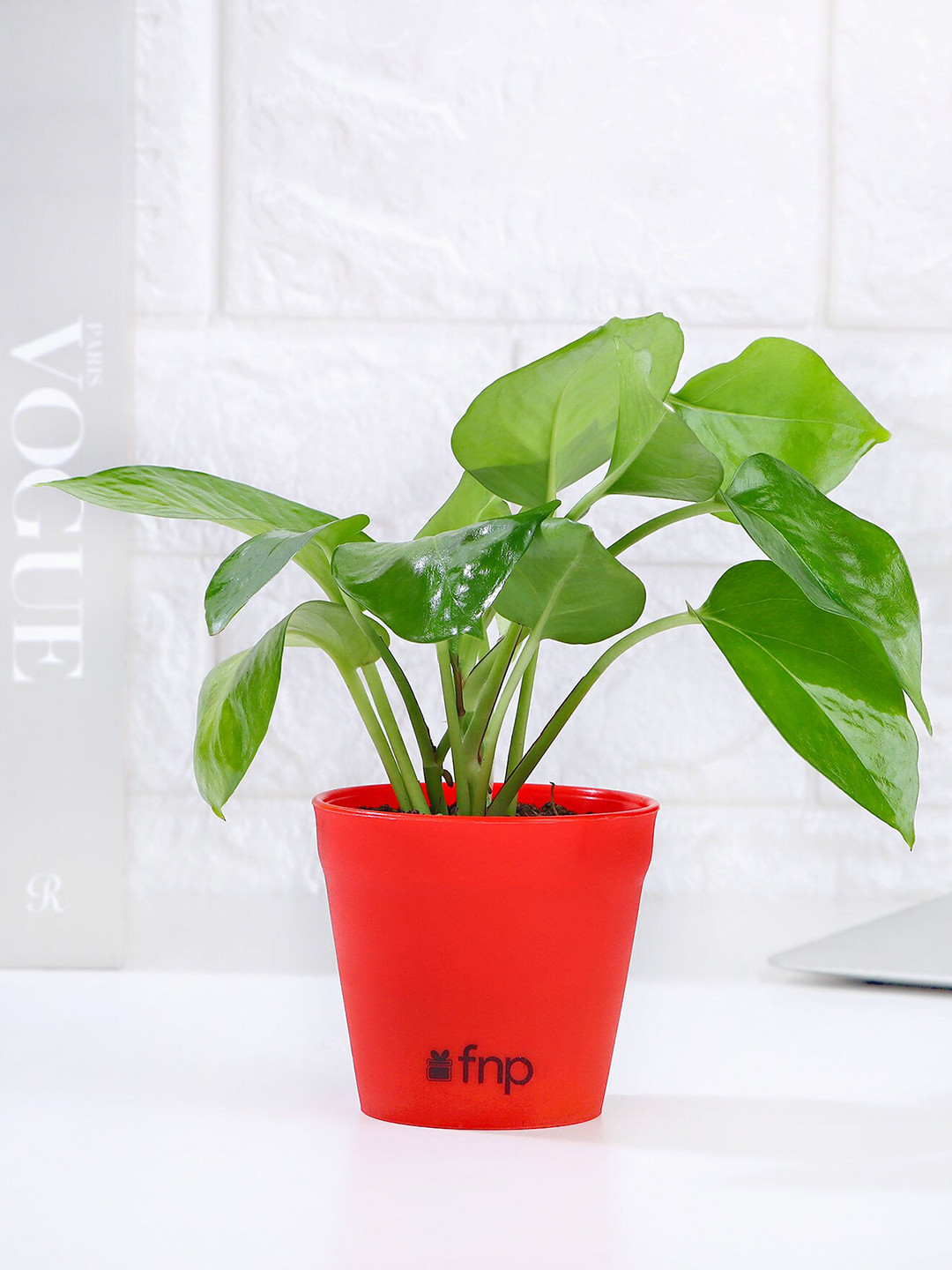fnp Green & Red Golden Money Plant In Pot