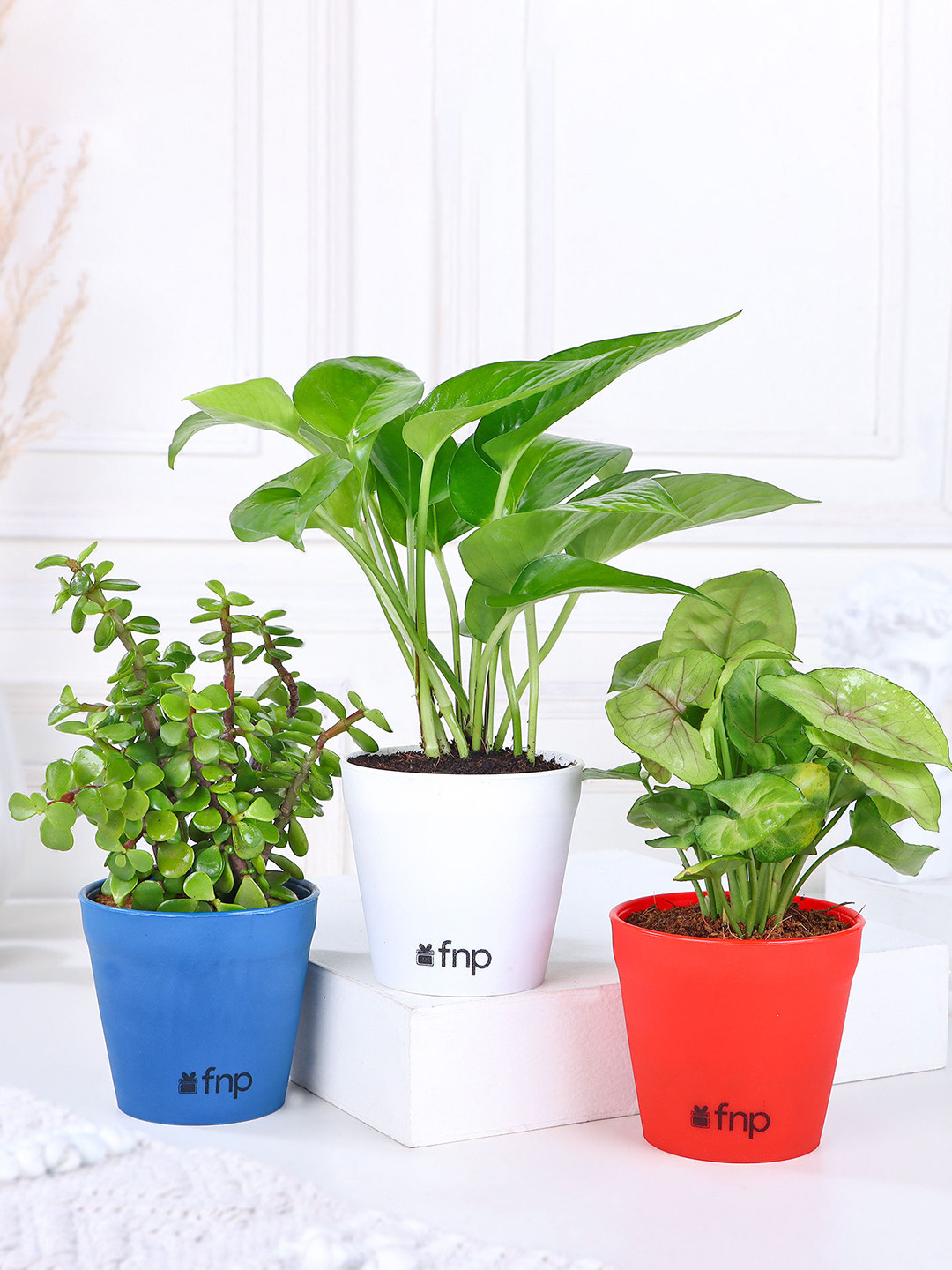 fnp Green 3 Pieces Jade Money Syngonium Plant Set