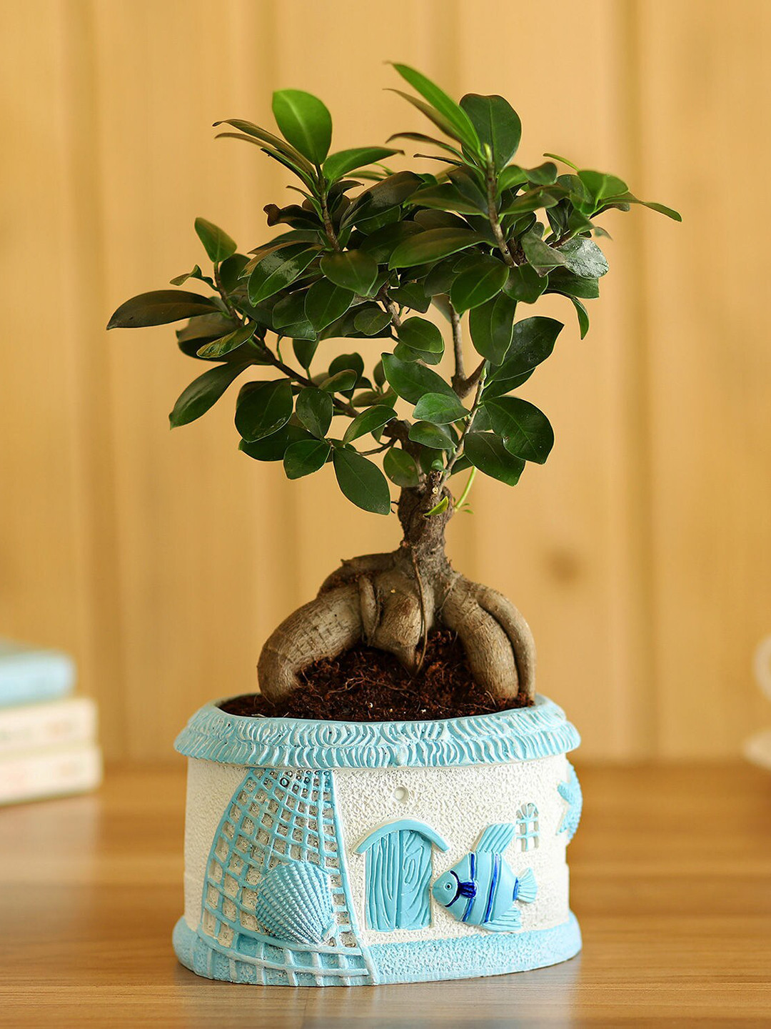 fnp Green Ficus Ginseng Bonsai In Sea House Planter