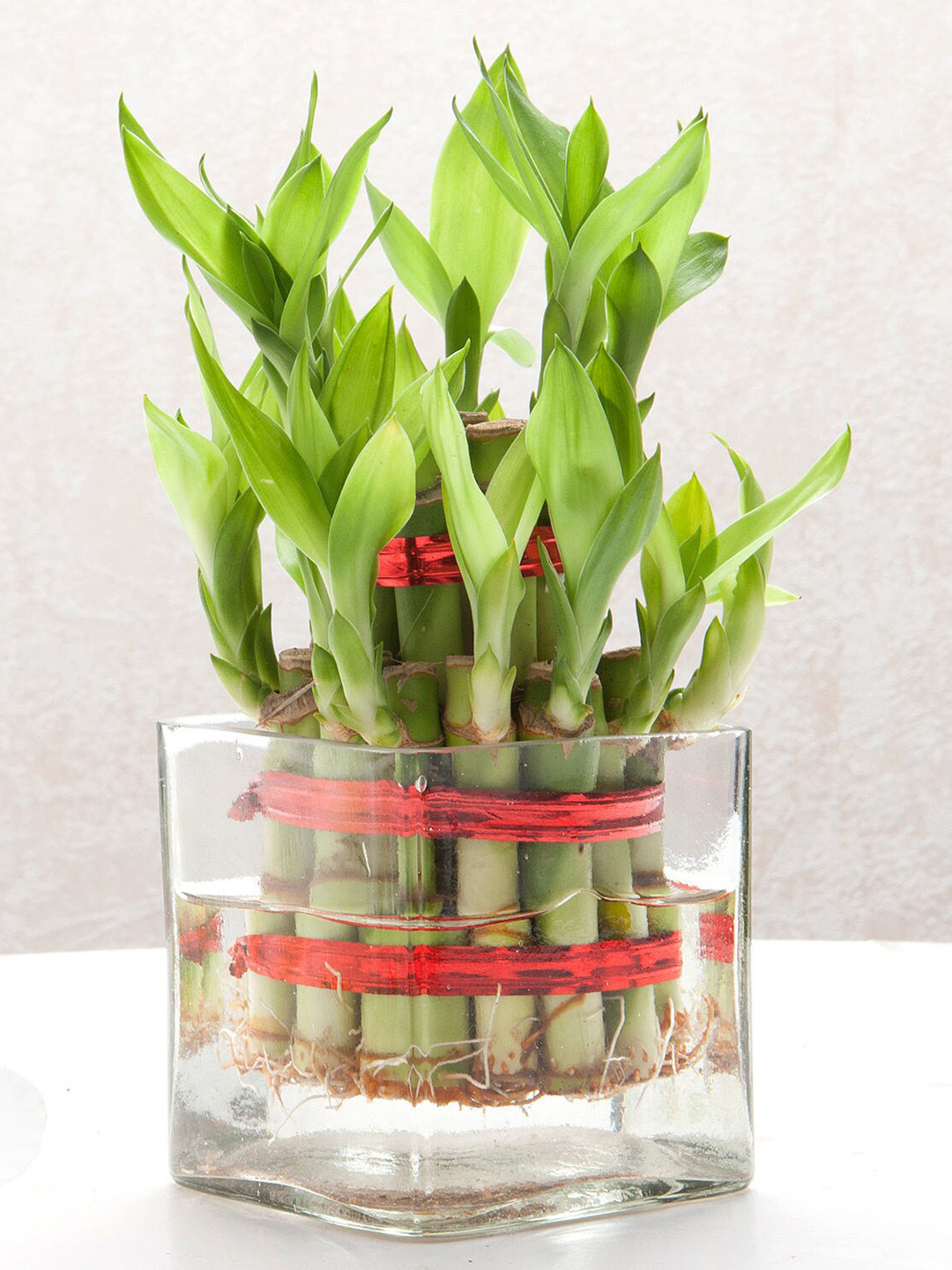 fnp Green Bamboo Plant with Pot