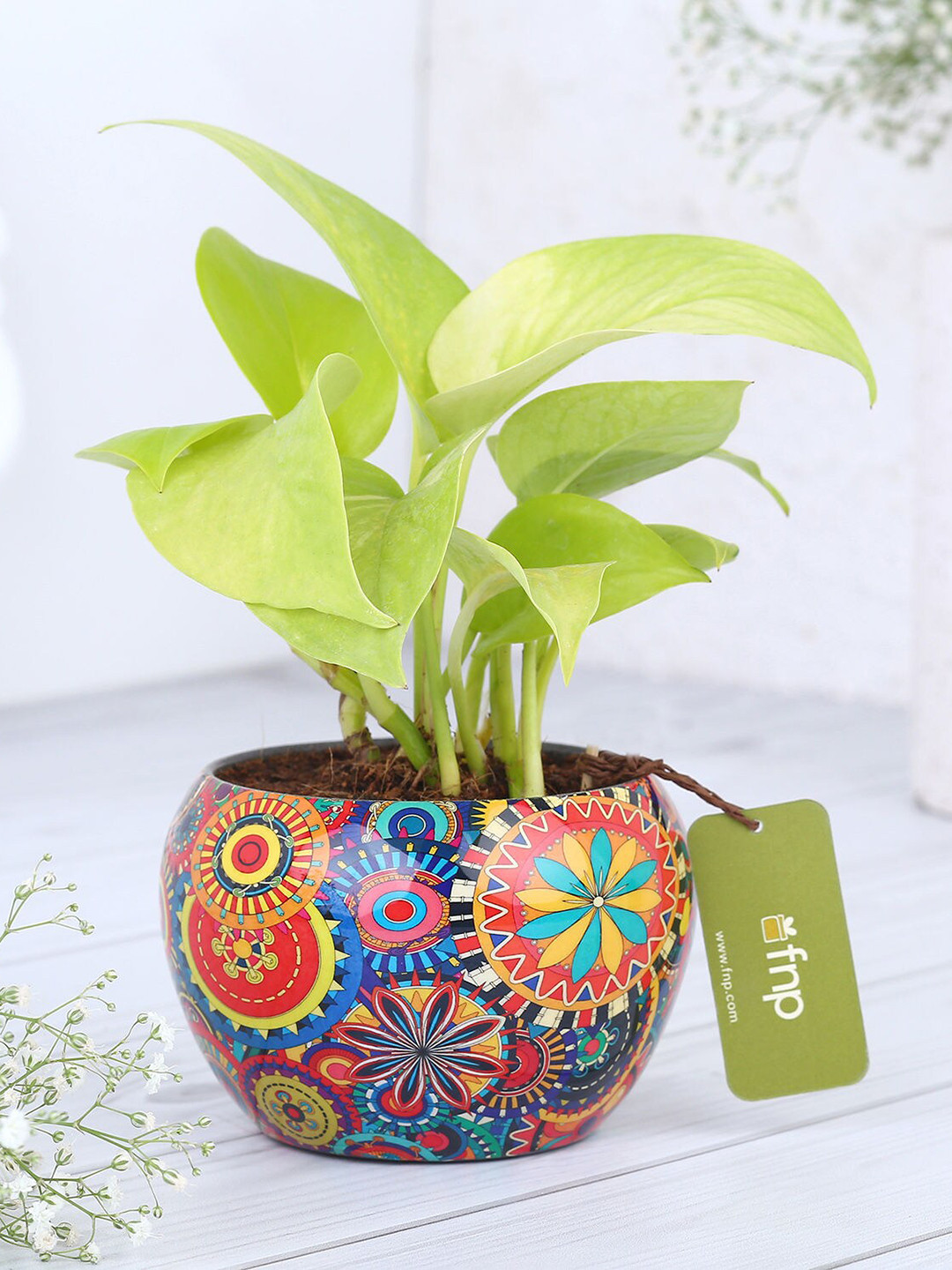 fnp Green Money Plant In Colourfull Rajwada Printed Pot