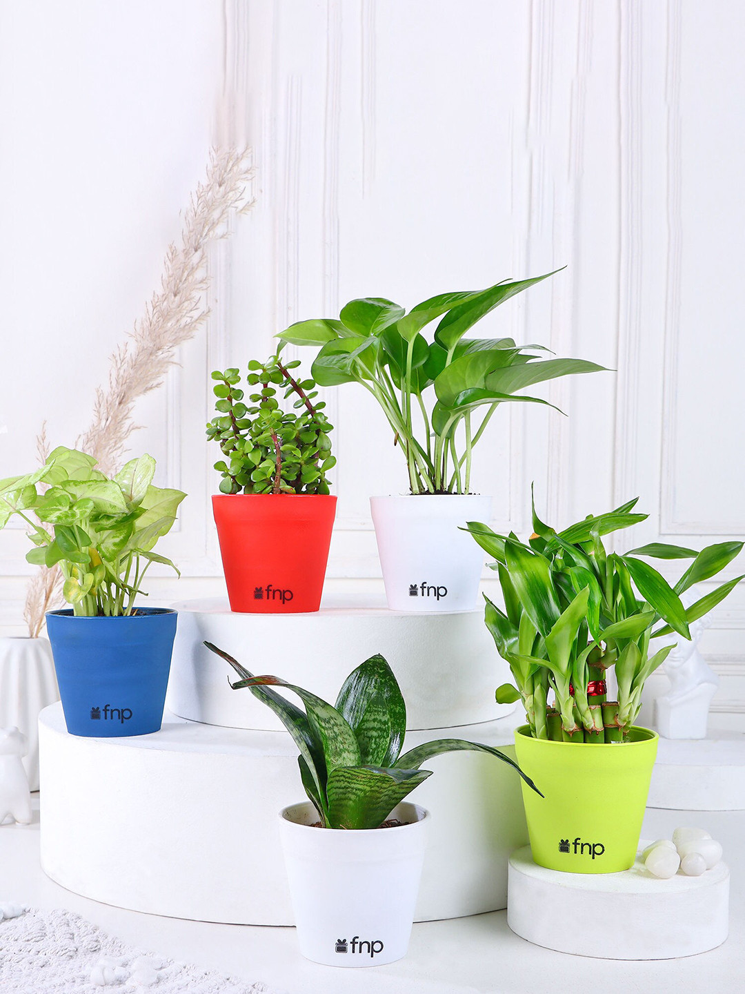 fnp Green 5 Pieces House Plant Set with Pot