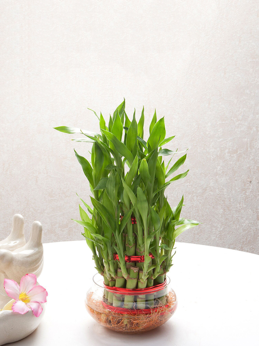 fnp Green 3 Layer Lucky Bamboo Plant With Pot
