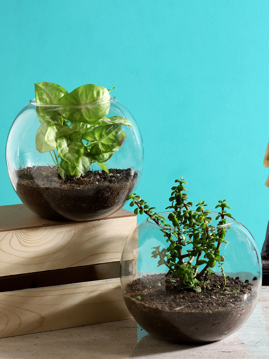 fnp Green 2 Pieces Jade Syngonium Plant In Round Vase