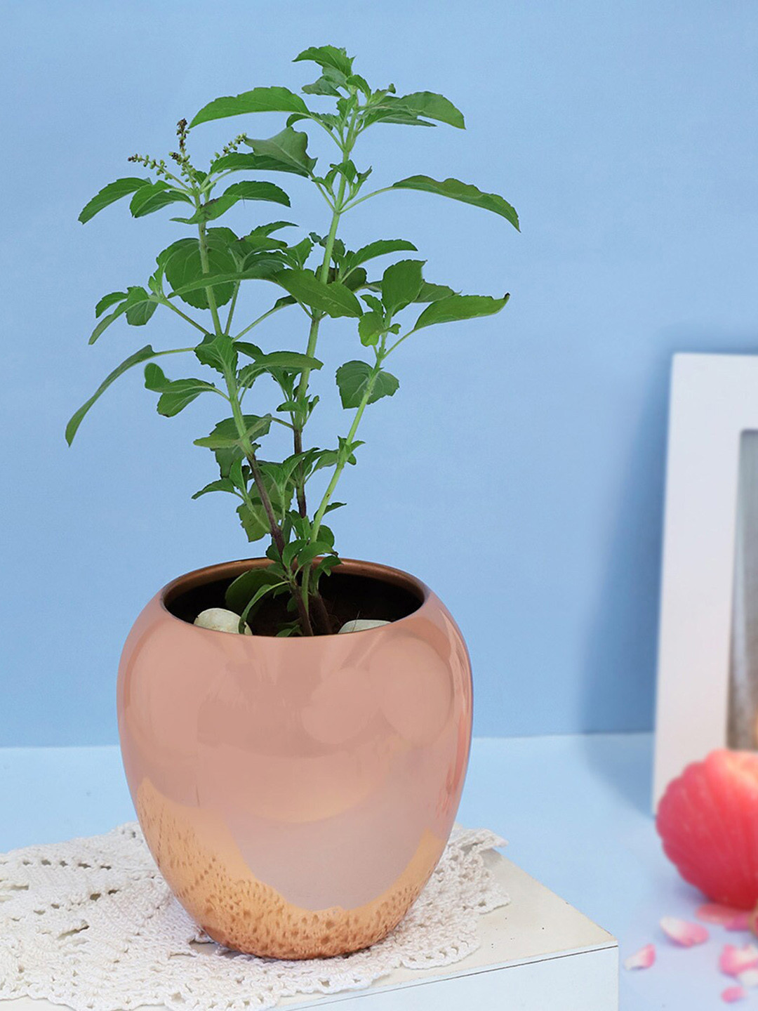 IGP Green Tulsi Plant In Copper Planter