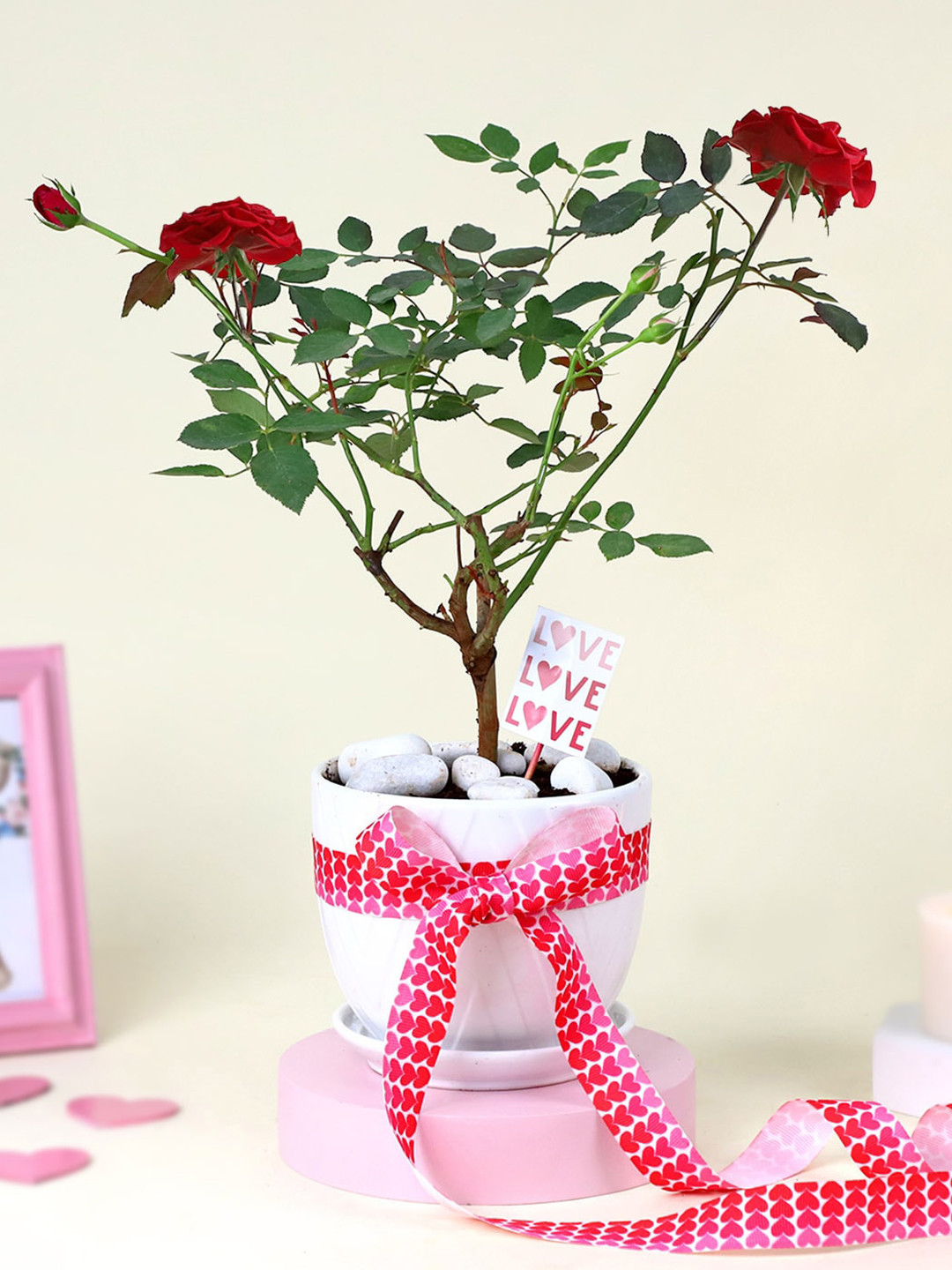 IGP Indoor Kalanchoe Plant With Heart Planter