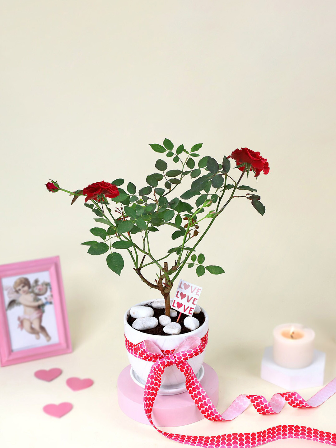 IGP Indoor Rose Plant With Planter Vase