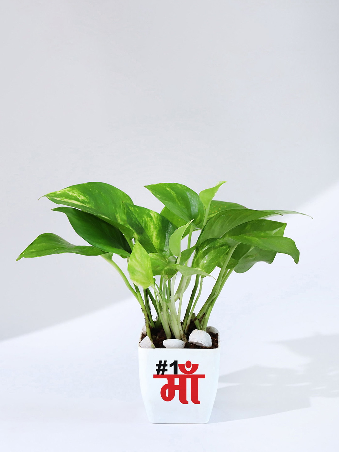 IGP Green Indoor Money Plant With  Planter